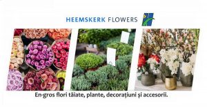 Hemskeerk Flowers - importator de flori în România